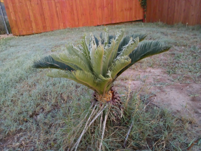 [A small palm variant with dark green fronds sticking upward from the base. The plant is about three foot tall and the dark fronds are only on the back side. The new light green growth has surpassed the height of the original growth and the leaves are partially unfurled.]